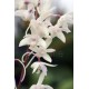 Dendrobium kingianum var. alba