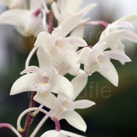 Dendrobium kingianum var. alba