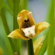 Maxillaria tenuifolia 'La Tuilerie'