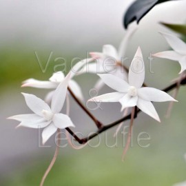 Aerangis biloba