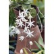 Aerangis biloba