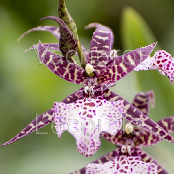 Cambria Marjorie McLaughlin 'L'Amazone' (Whm.)