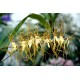 Brassia maculata