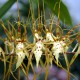 Brassia maculata
