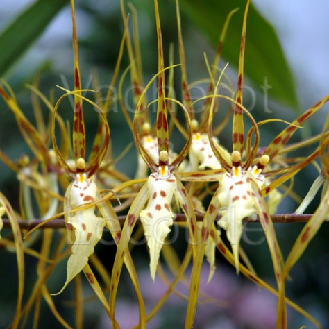 Brassia maculata