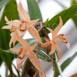Coelogyne (monilirachis x lentiginosa)