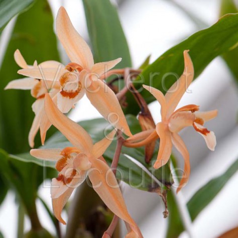 Coelogyne (monilirachis x lentiginosa)