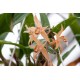 Coelogyne (monilirachis x lentiginosa)