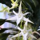 Angraecum sesquipedale