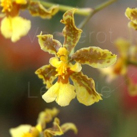 Oncidium altissimum (syn. jacquinianum)