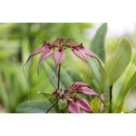 Bulbophyllum rothschildianum