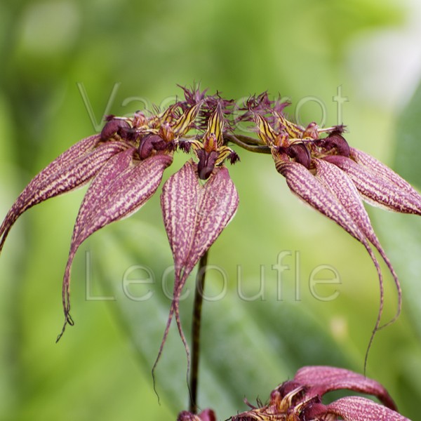 Bulbophyllum rothschildianum