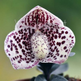 Paphiopedilum bellatulum