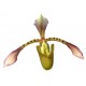 Paphiopedilum haynaldianum