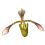 Paphiopedilum haynaldianum