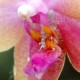 Cochenilles farineuses sur fleur de Phalaenopsis