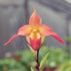 Phragmipedium Eric Young
