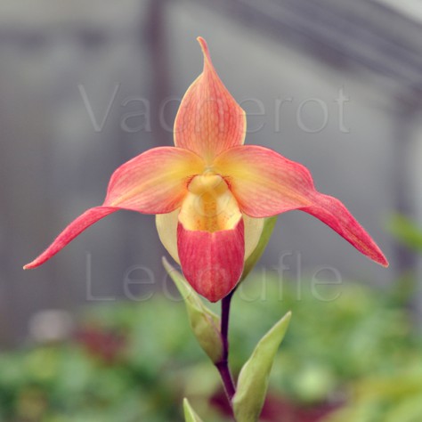 Phragmipedium Eric Young