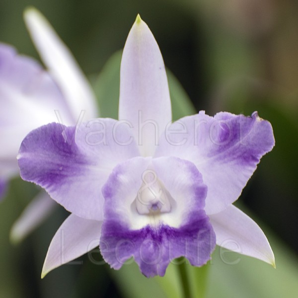Cattleya Cariad's Mini-Quinee 'Angel Kiss' (Lc.)