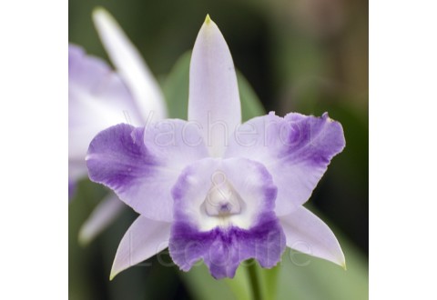 Cattleya Cariad's Mini-Quinee 'Angel Kiss' (Lc.)