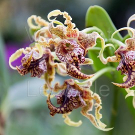 Dendrobium spectabile