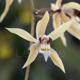 Coelogyne rochussenii