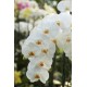 Phalaenopsis blanc classique