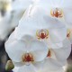 Phalaenopsis blanc classique
