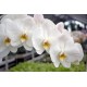 Phalaenopsis blanc classique