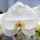 Phalaenopsis blanc classique