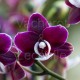 Phalaenopsis Elegant Kaoda Twinkle