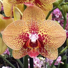 Phalaenopsis Elegant Charmer