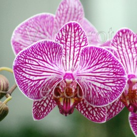 Phalaenopsis Malibu Stripe