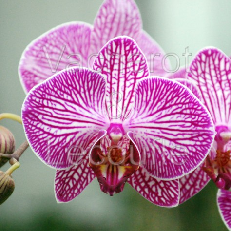 Phalaenopsis Malibu Stripe