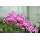 Phalaenopsis Malibu Stripe