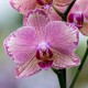 Phalaenopsis Pirate Picotee