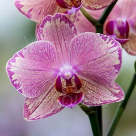 Phalaenopsis Pirate Picotee