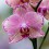 Phalaenopsis Pirate Picotee
