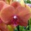 Phalaenopsis Surf Song