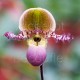 Paphiopedilum Pinocchio