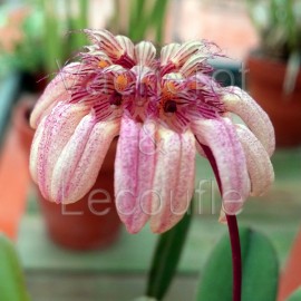 Bulbophyllum sikkimense (syn. roxburghii)