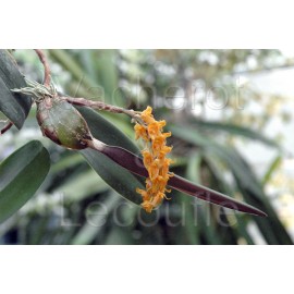 Bulbophyllum orientale (elassonotum var. dark)