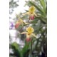 Paphiopedilum Prime Child