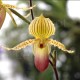 Paphiopedilum Prime Child