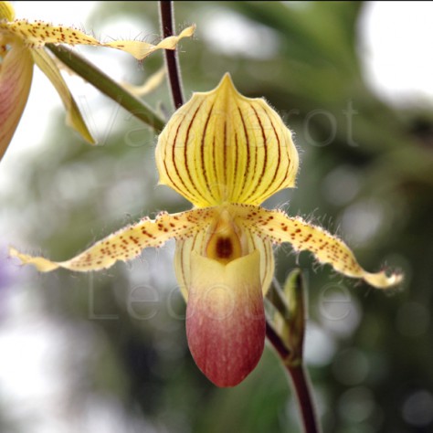 Paphiopedilum Prime Child