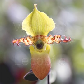 Paphiopedilum primulinum var. purpurascens