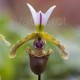 Paphiopedilum spicerianum