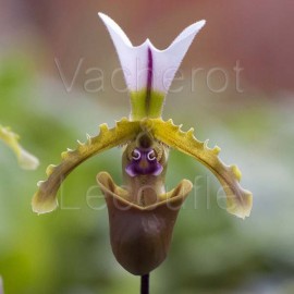 Paphiopedilum spicerianum