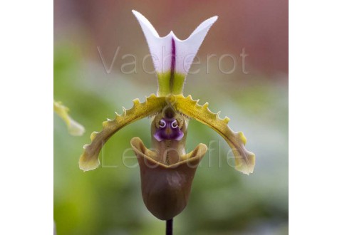 Paphiopedilum spicerianum