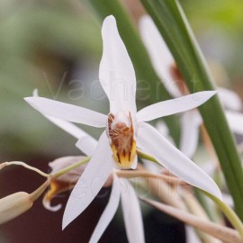 Coelogyne viscosa (syn. graminifolia)